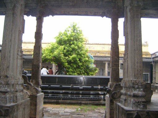 Parvati's Mango Tree