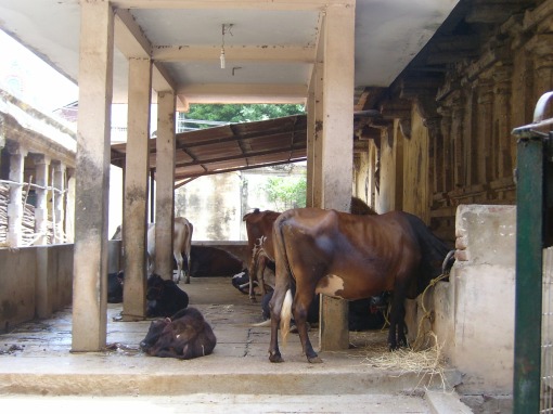 The Cow Sanctuary at the Sarangapani Temple